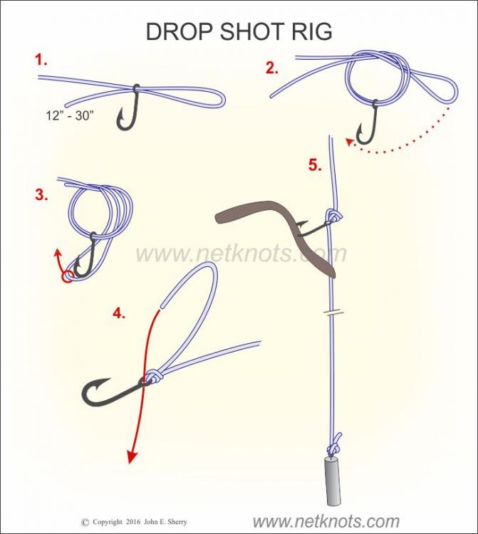 drop-shot-rig.jpg
