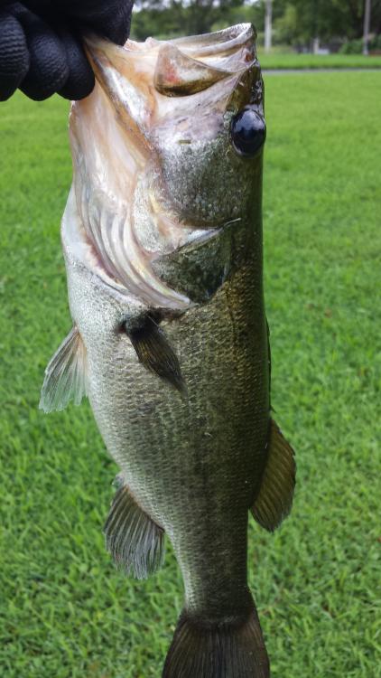 20160831_170114.jpg