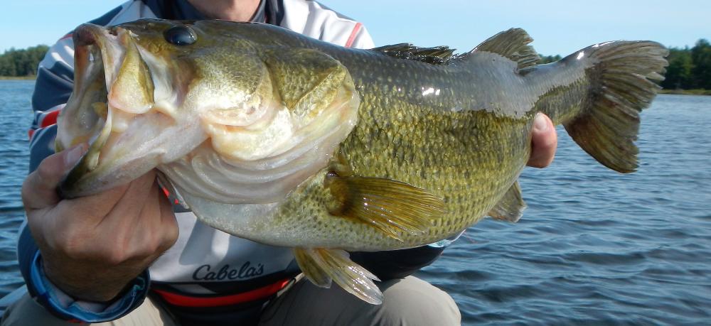 6 lb Slaunch.jpg
