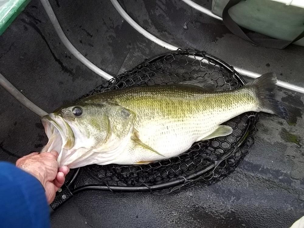 2016-09-03 22in 6.48lb LMB Catherine.JPG