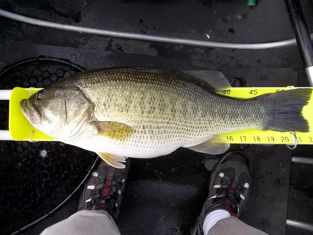 2016-09-03 22in 6.48lb LMB Catherine2.JPG
