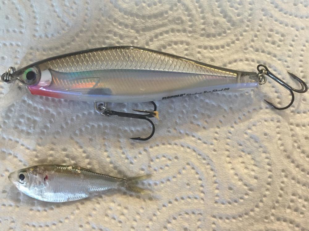 Tiny shad.jpg