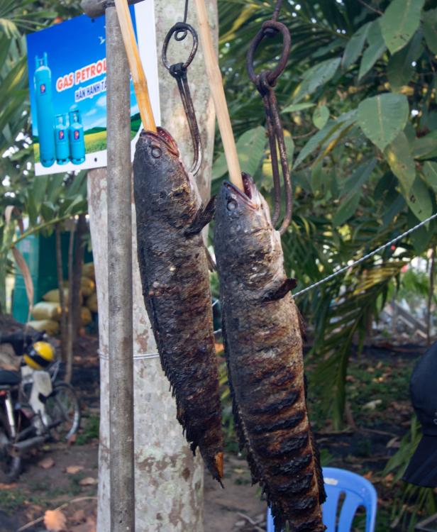 Snakehead on a stick IMG_0058.jpg