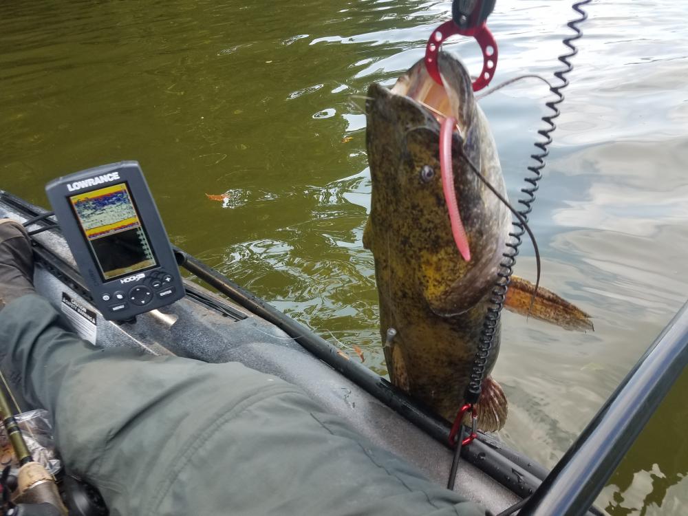 flathead no. 2.jpg