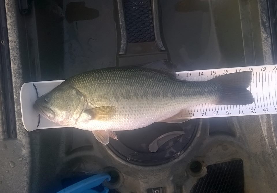 Measure or Weigh? - Page 2 - General Bass Fishing Forum - Bass Fishing  Forums