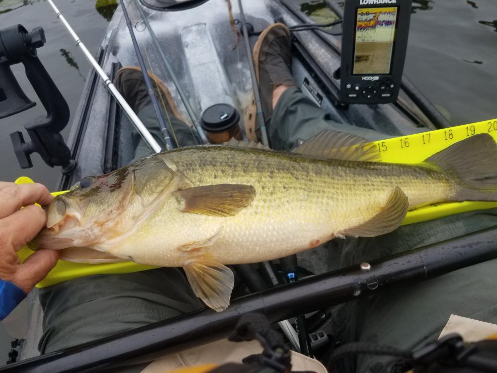 Mattawoman Bass.jpg