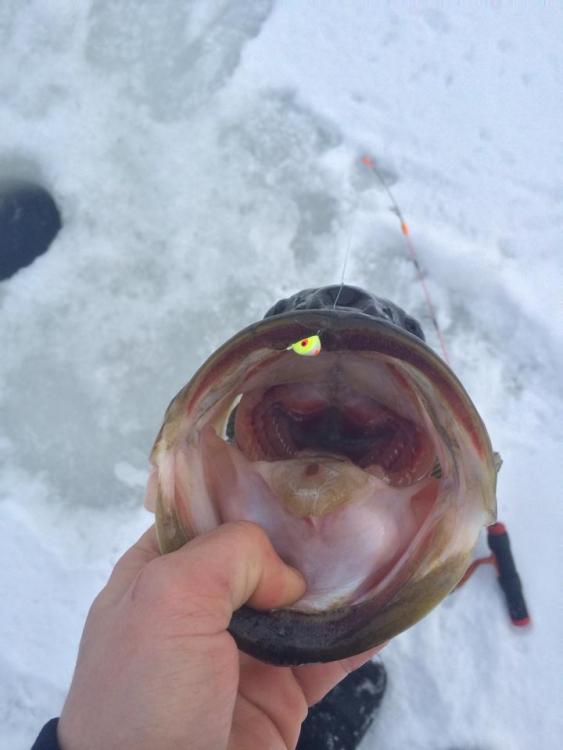 bucketmouth jig.jpg
