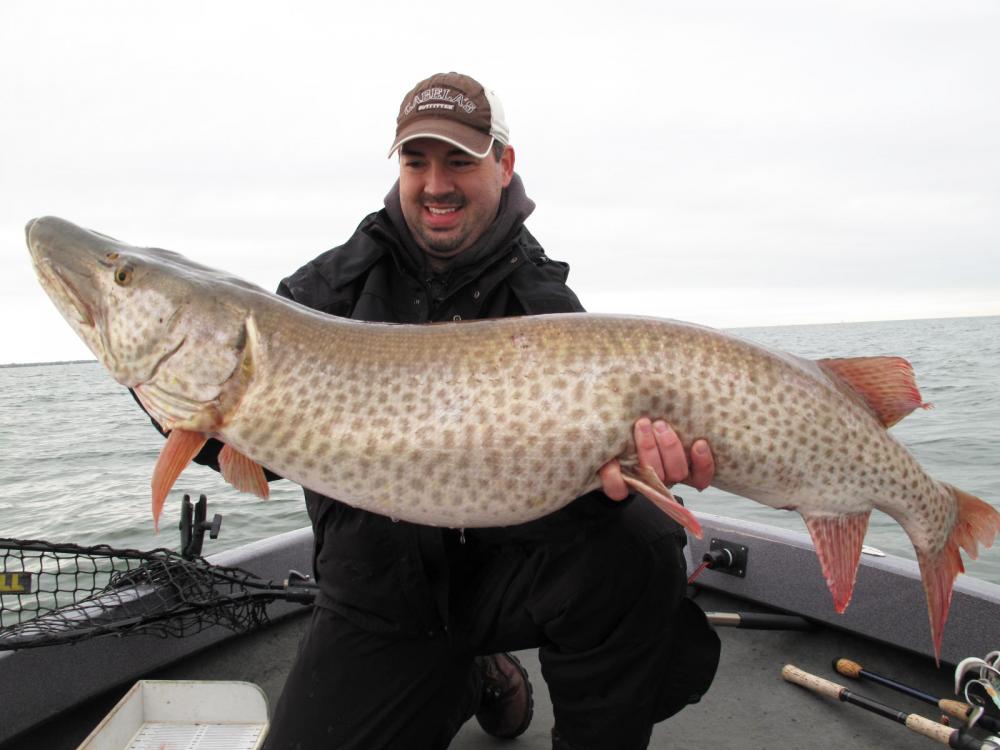 Musky (53.5inx23.5in 40 lb) - Lake St Clair - 10-29-2013.jpg