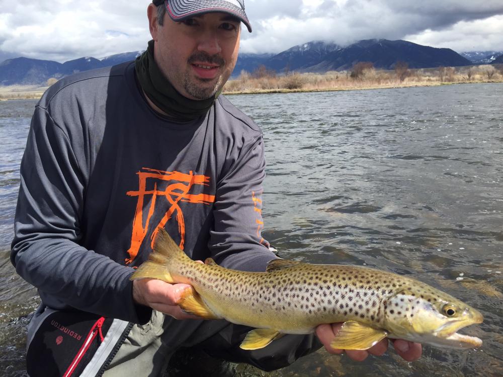 Native Brown Trout (20.0) - Madison River - 4-13-2016.JPG