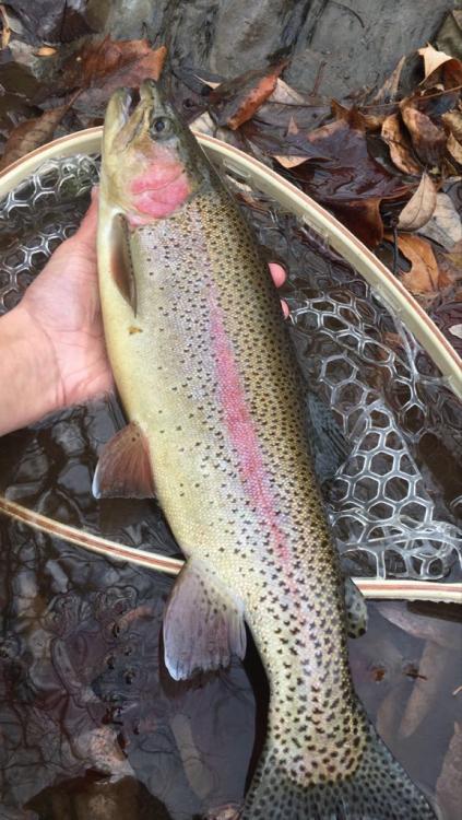 20inch Laurel Rainbow 2.jpg