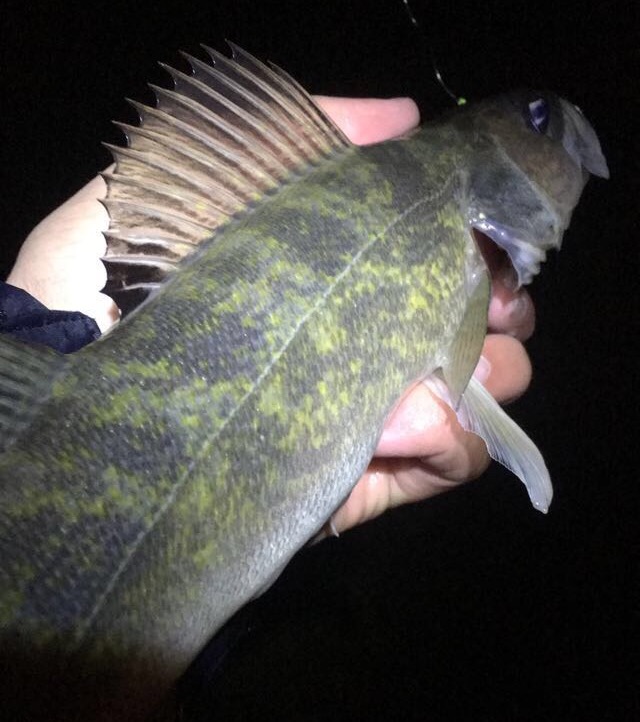 StarCityWalleye.jpg