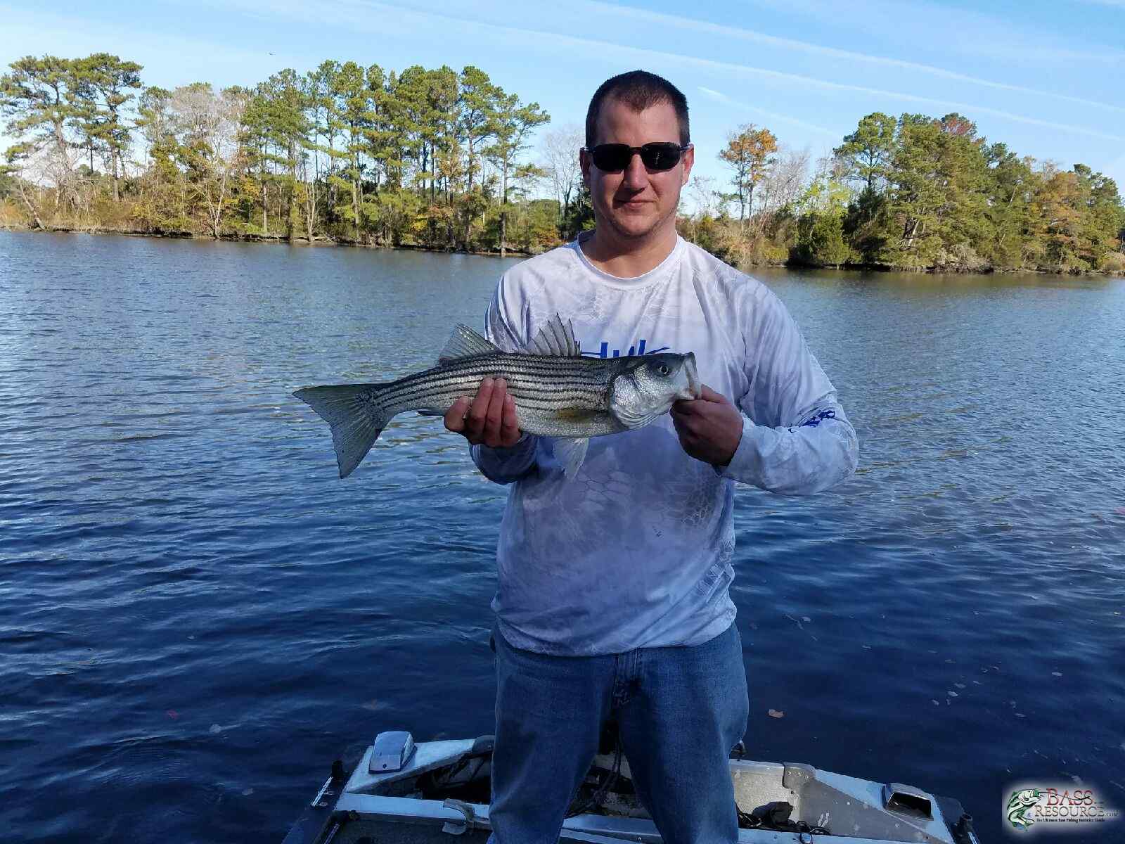 not a keeper, but fun on medium bass tackle, 24" striper, on custom painted rattle trap
