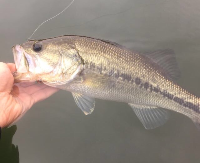 Hot Side Bass.jpg