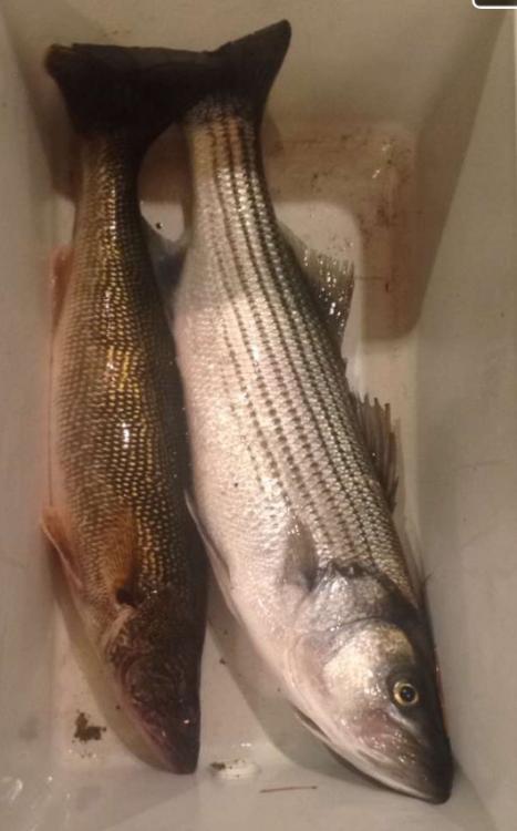 Sauger Striper.jpg