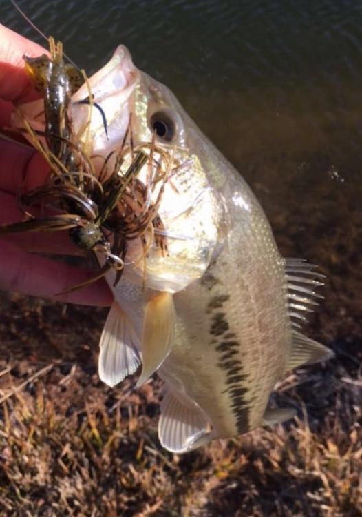 Cold Jig Bass.jpg