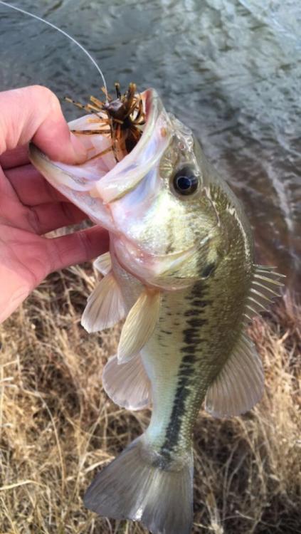 Cold Jig Bass 2.jpg