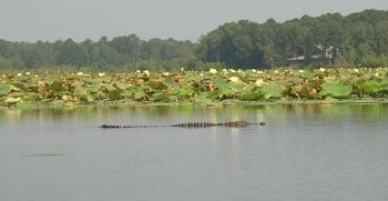 IMG_2734.JPG.3142cf34c9ac8028831c223780d2e816.JPG
