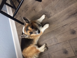 bella.JPG