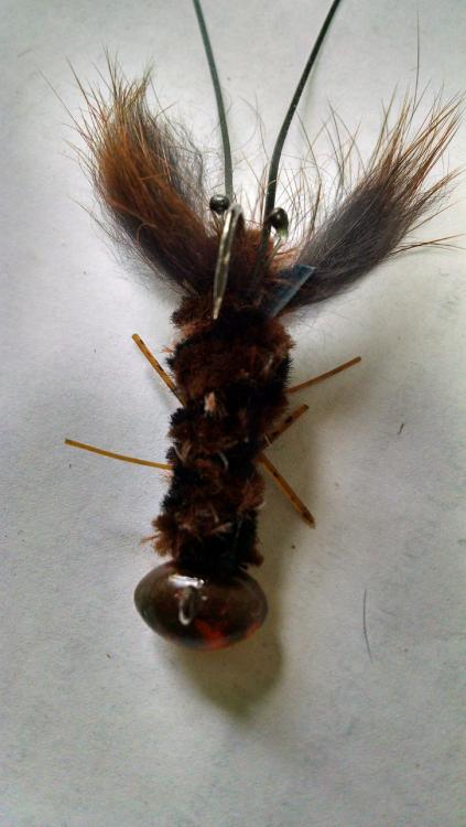 brown craw.jpg