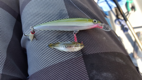 tiny bass 6-18-16 (480x270).jpg