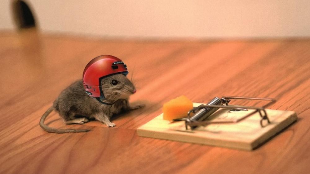 mouse trap.jpg