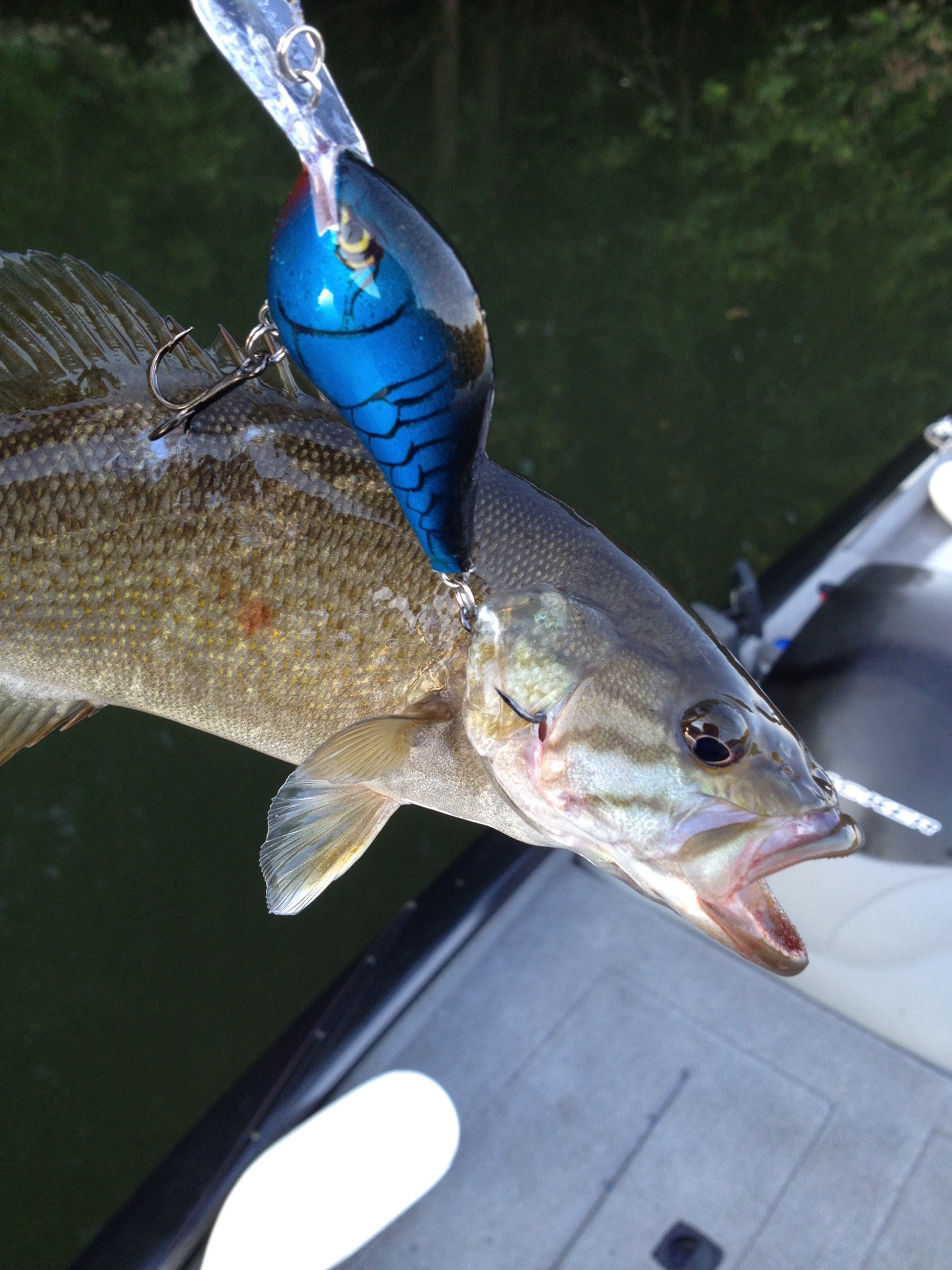 Have you ever caught a fish without hooking it in the mouth? - Page 2 -  General Bass Fishing Forum - Bass Fishing Forums