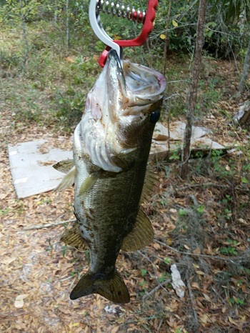 58c04ef75018b_retentionbass2.jpg.1a0d3a8b00361293e38bfd7a8cc9bfb9.jpg