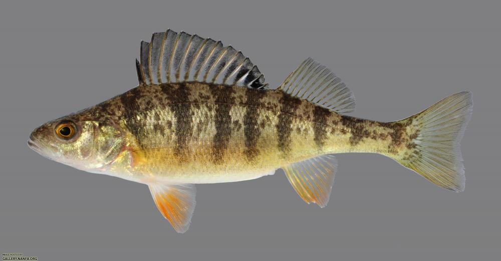 Perca flavescens Yellow Perch 109_2500.JPG