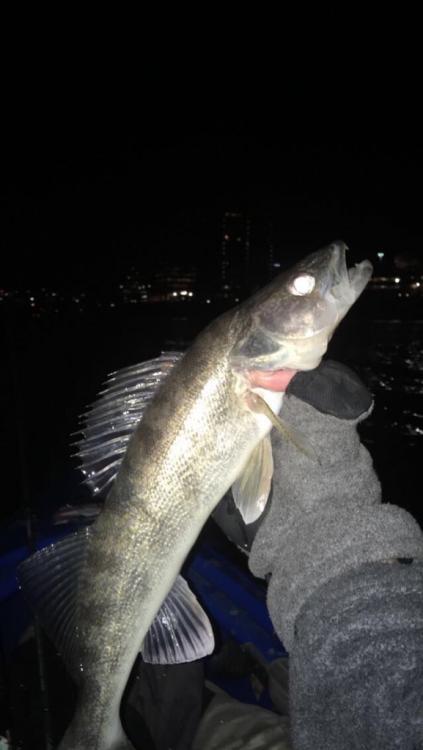 58c881c93e2ac_MonBladeWalleye.thumb.jpg.4d00506b03cc80ca82c9a4ba0f2e2fd3.jpg