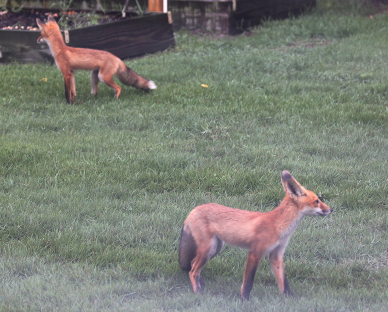 58d81bbd7bac8_RedFoxfacingapart_0255.jpg.5c1b3eb603804c398738c07b21f6656e.jpg