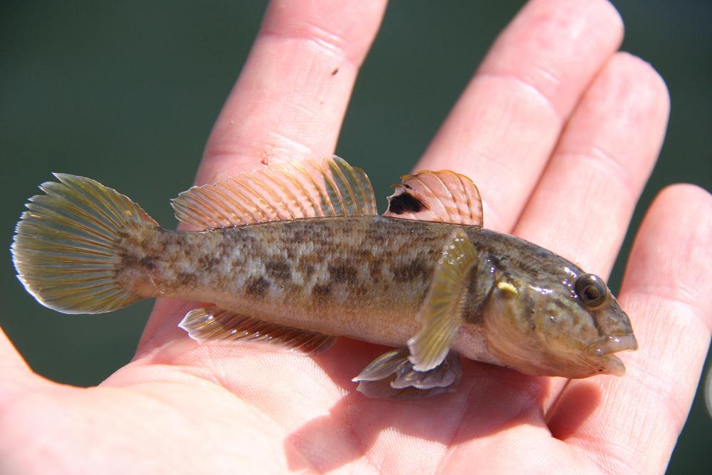 Hand_with_a_round_goby_4.thumb.jpg.dba3eca758704cc03120eb57caaa6b59.jpg
