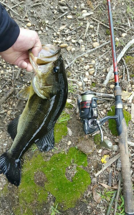 2017-04-24_07_33.08-600x959.thumb.jpg.11378bfa542fe744c5bb8a391bf60f49.jpg