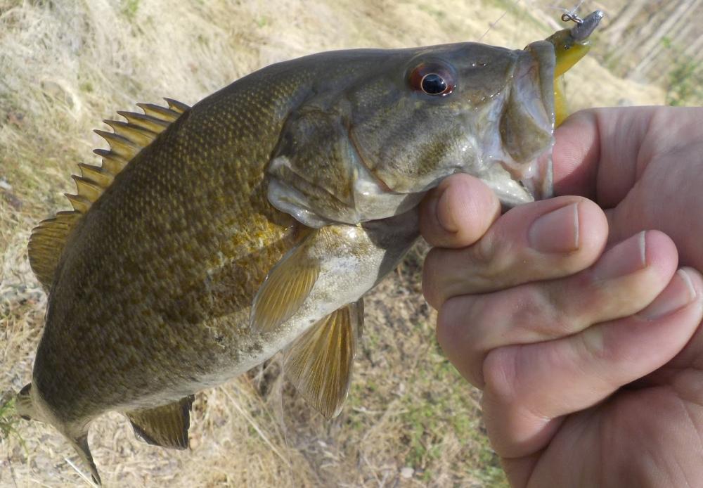 410paxsmallmouth.jpg