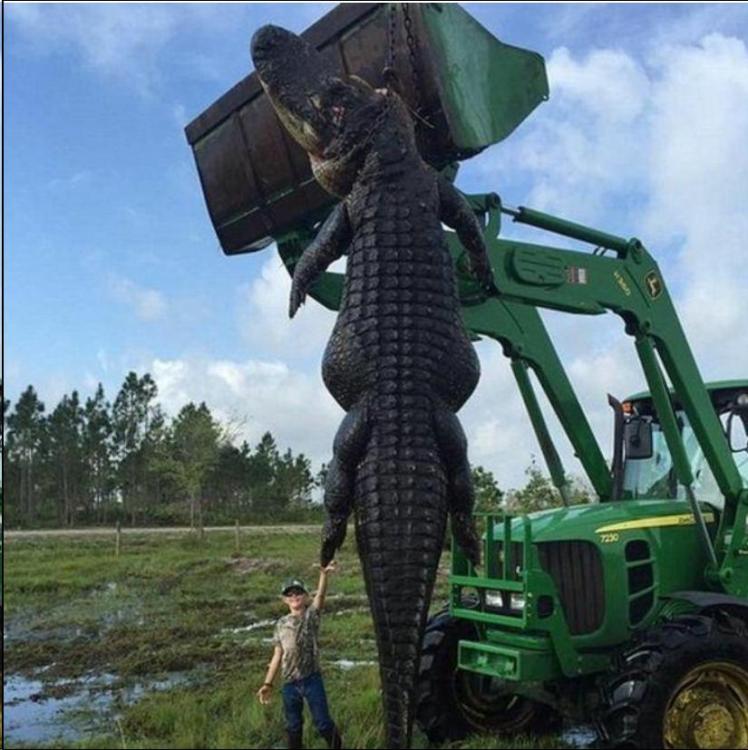 58e6d6e390984_Gator-800-lbx15-ft.thumb.jpg.d1846f61d111c005949edf41ee39dd51.jpg