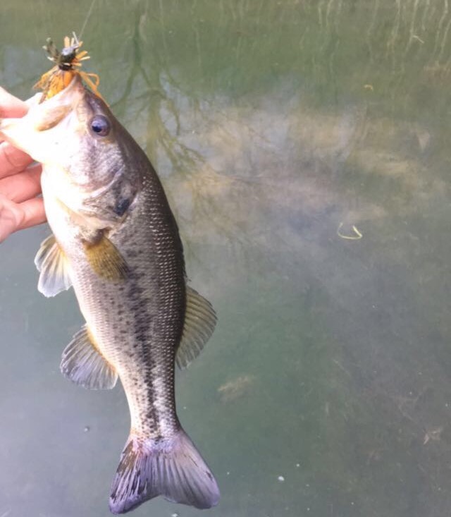 58eda438d6de5_WVBedFish.jpg.25b0c8d33aa5fe683f5cbb89f8e76880.jpg