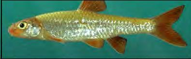 58f1a7553ead5_OrangefinShiner.jpg.33274e24f0e3126d7654834ac8c75088.jpg