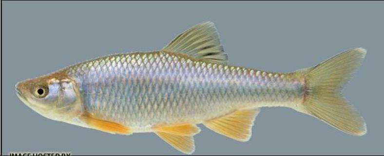 58f1a76686d26_SpotfinShiner.jpg.b8bd96e27f3ea7e3bb2297aaaf9bc082.jpg