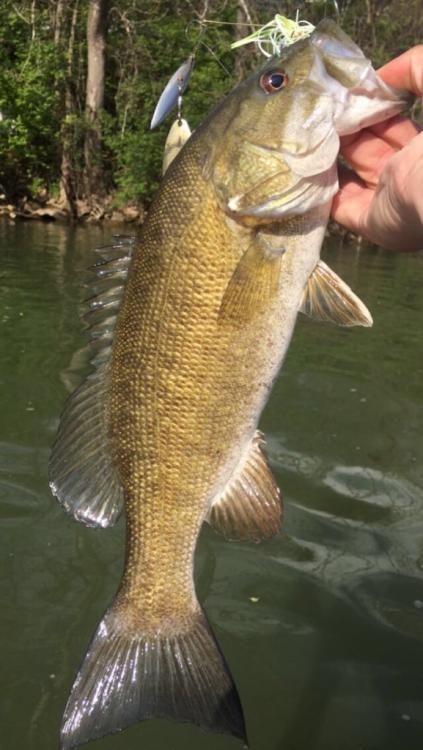 58f2e62aae570_Wareaglesmallie.thumb.jpg.273b1aa80dec9b17e7d2b8f9f8b1a170.jpg
