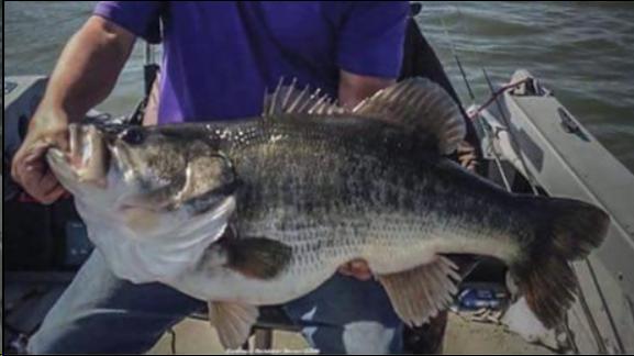 58fc2e003253b_Bass-FakeRecord.jpg.0c600fbe9e4c00916b4c6dbb7d0d4c93.jpg