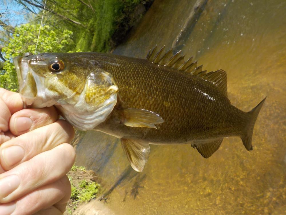 lilpaxsmallmouth.JPG