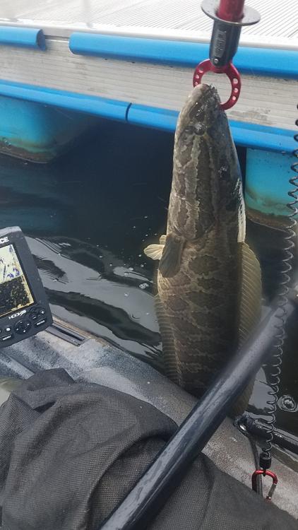 snakehead.jpg