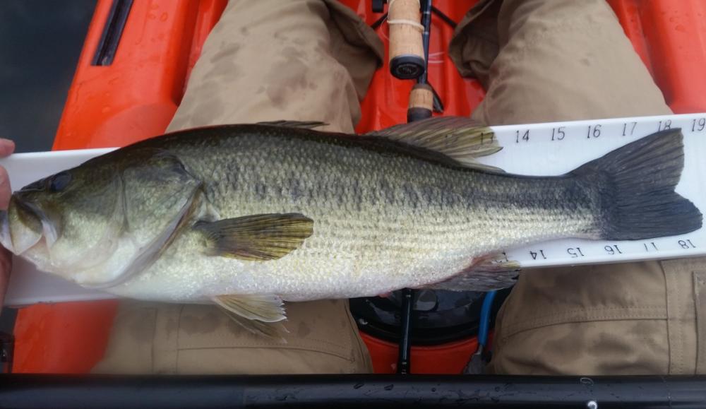 170514bass.thumb.jpg.e09f49e1c3f618f74e2bcf235abd0b84.jpg