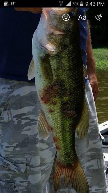 Bass Spots.jpg