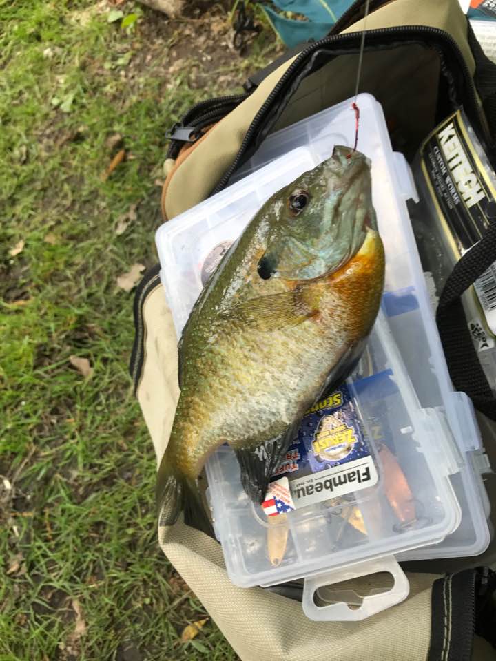 What to do when bass are jumping and going after bugs - Fishing Tackle -  Bass Fishing Forums