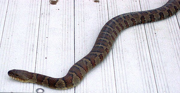 Snake.jpg.e25e42765e2274e9eb54dbe7ca994a47.jpg