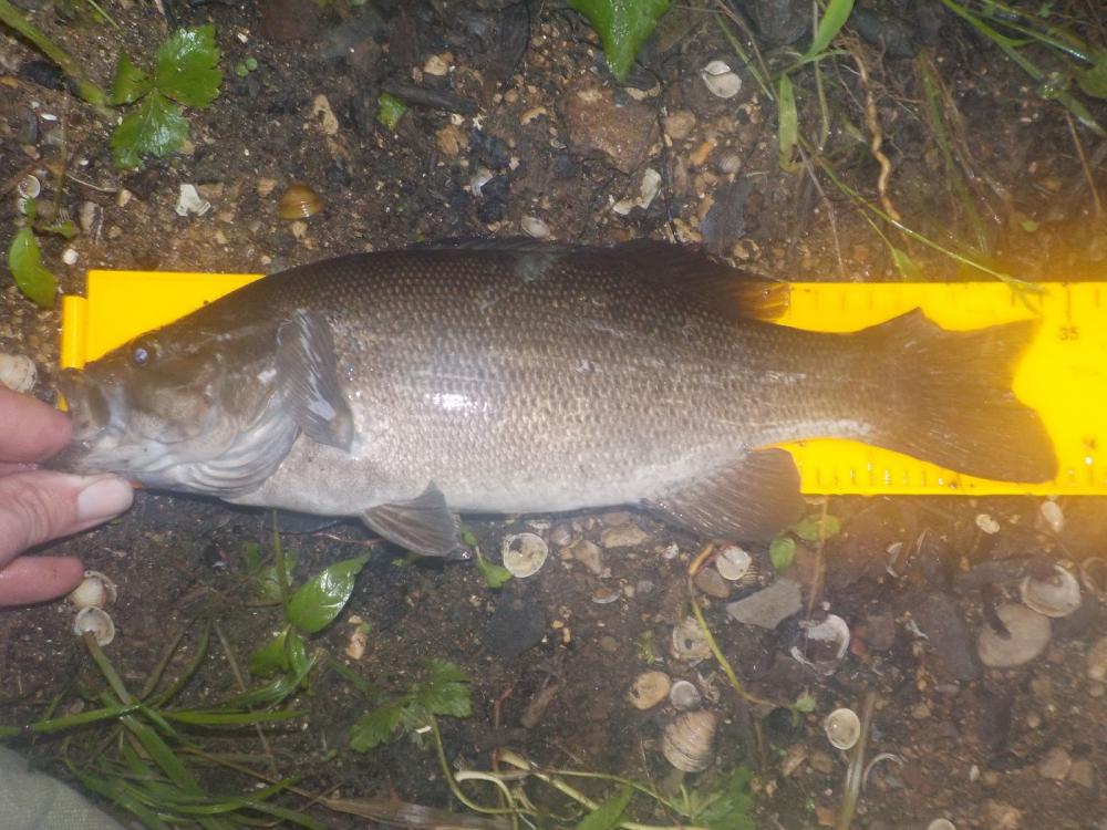 batteredsmallmouth.jpg