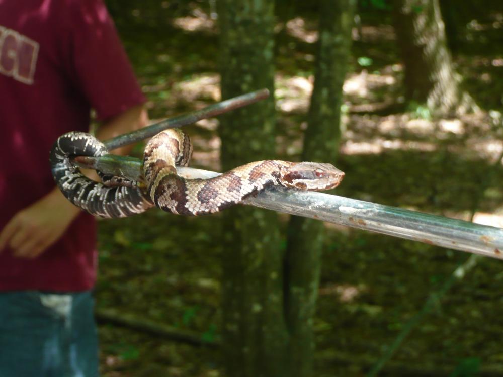 juvenilecottonmouth.jpg