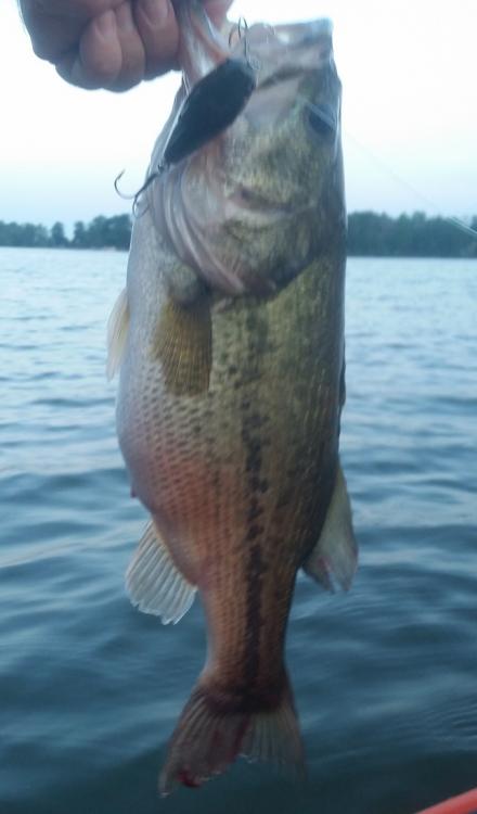 170612fat18incher.thumb.jpg.6ef01e19ddad65e710d97a536b45a56f.jpg