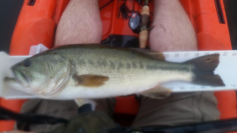 170621_20incher.thumb.jpg.3bb0016179a14f5271346ef3f7edeb99.jpg