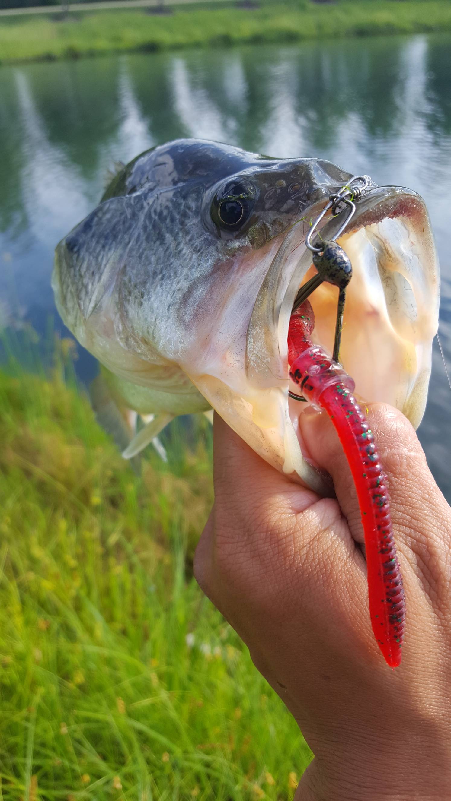 Learning to wacky rig - Fishing Tackle - Bass Fishing Forums